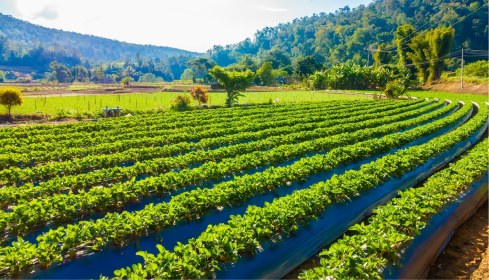 Cultivated farmland representing nurture.farm services